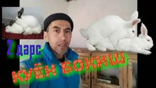 Quyon boqish 2. Куённи уруғлантириш (қочириш)