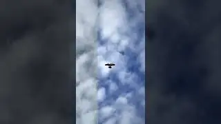 Дарую лут 
