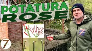 Pruning roses: when and how to do it