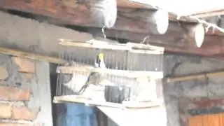 Pica hueso sanjuanino