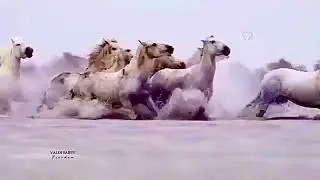 O İYİ İNSANLAR O GÜZEL ATLARA BİNİP GİTTİ… 