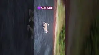 Sue SUE #youtube #youtubeshorts #funnyshorts #funny #instagram #funny #laugh #lol #dog