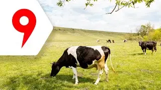 Как запустить рекламу на Яндекс Картах (в Яндекс Справочнике)?