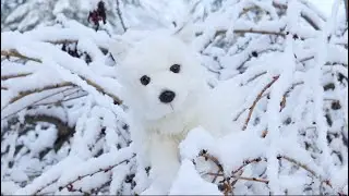Dream, Ivory [ A Webkinz Music Video ]