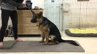 German Shepherd Puppy Rambo Learning Play Dead