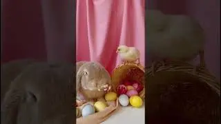 Where Did The Easter Bunny Come From? 🐇🐣