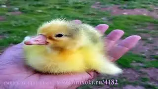 Смешные животные и природа #47 лучшие моменты