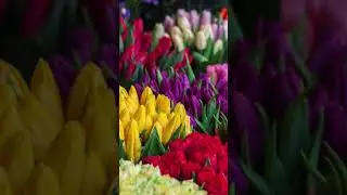 happy happy #viralvideo #viral #viralshorts