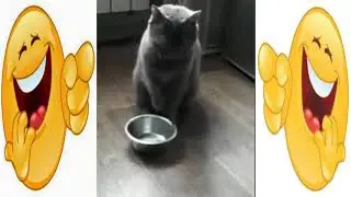Котяха просит кушать Прикол