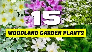 Top 15 BEAUTIFUL and Easy to Grow Plants for WOODLAND Garden! 🌿🌳