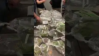 Ultra Rare Fish Swap! AKA ALA IBC Annual Convention