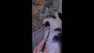 Ибра дурачится на кровати