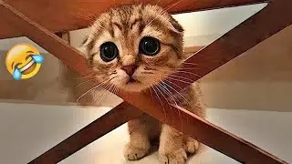 Funniest Dogs And Cats Videos 2025😪You Laugh You Lose🐶