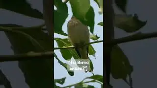 Песня чечевицы. #birds #nature #птицы #песниптиц