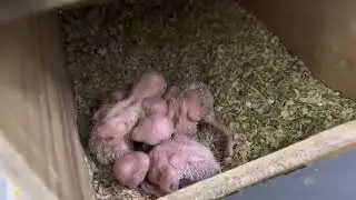 Albino Lovebirds pair with chicks breeding progress