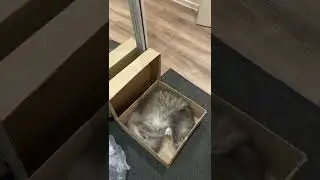 Жиру бесится)