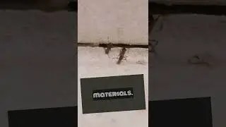 Ants may be tiny, but they’re incredibly strong!" ants facts