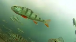 подо льдом 2.2