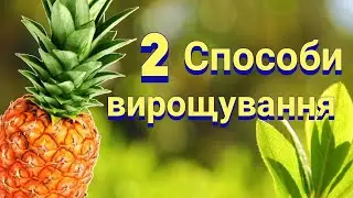 2 СПОСОБИ ЯК ПОСАДИТИ АНАНАС