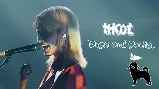 tricot「Dogs and Ducks」Live Music Video