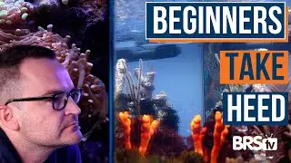 What Does Beginner Saltwater Aquarium Maintenance REALLY Look Like? Ep. 40a