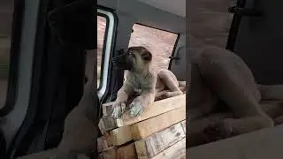 Aslan Yattığı Yerden Belli Olur