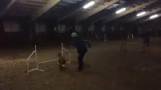 Тренировка по аджилити Вишни - Учим новый элемент