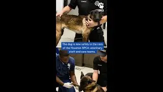 Houston SPCA Rescues Dog After Video Captured Of Owner Throwing A Weight At The Dog #AnimalAbuse