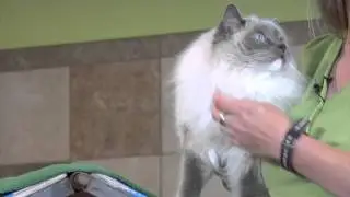 How to Stop a Dog from Chasing a Cat