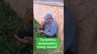 Бройлеры зимой - сразу нет!
