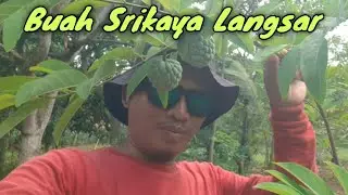 Buah Srikaya Langsar