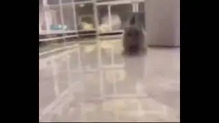 funny cat running, laughing and shortly after exploding