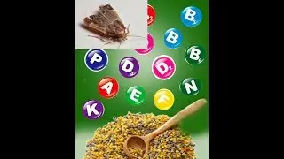 Как сохранить качество цветочной пыльцы при хранении, и моль не проблема!