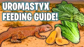 What Do Uromastyx Eat! Uromastyx Feeding Guide!