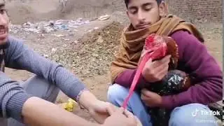 Desi cock punjabi by