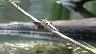 Natural Pond Life with a Mallard Duck, Frog calls, and Insects
