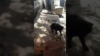 степан и малой