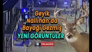 #Nallıhan'da geyik bayağı gezmiş