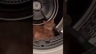 funny cat #kitten #kitty #pets #cat #catlover #kittycat #lovelypets #catgame #funnycat