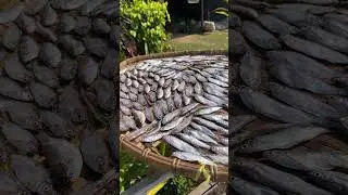Как выглядит жизнь местных на острове Don Khon в Лаосе 😃 Сказка? 