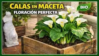 Lirios blancos en maceta