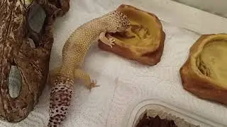 my gecko is eating worms