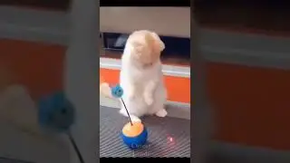 cat playing while standing #shorts #cat