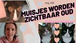 Muisjes worden zichtbaar oud EN katten bezig houden als het regent #288