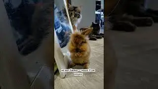 КОТ И КРОЛИК ЖИВУТ ВМЕСТЕ! 