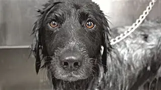 Very rare dog breed with a LONG life expectancy