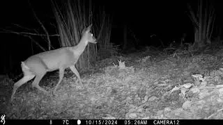 Roe deer taking care in darkness