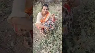 कही भी मिल जाए तो छोड़ना मत दांत दर्द से लेकर टीबी बीमारी में लाभदायक | Kantkari bhaskatiya