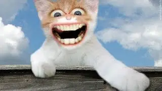 Бешаная кошка 