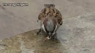 Bird Eating Wingless Termite